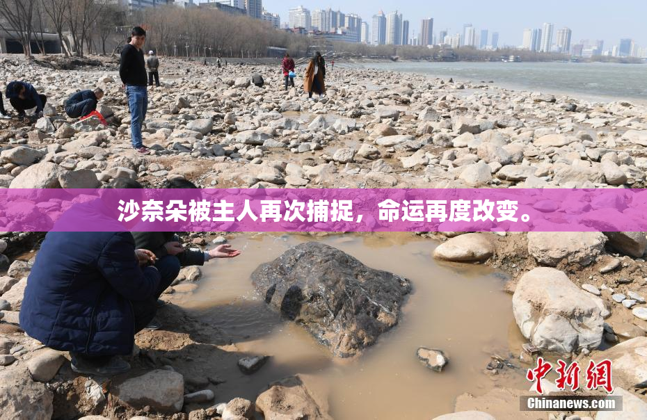 沙奈朵被主人再次捕捉，命运再度改变。
