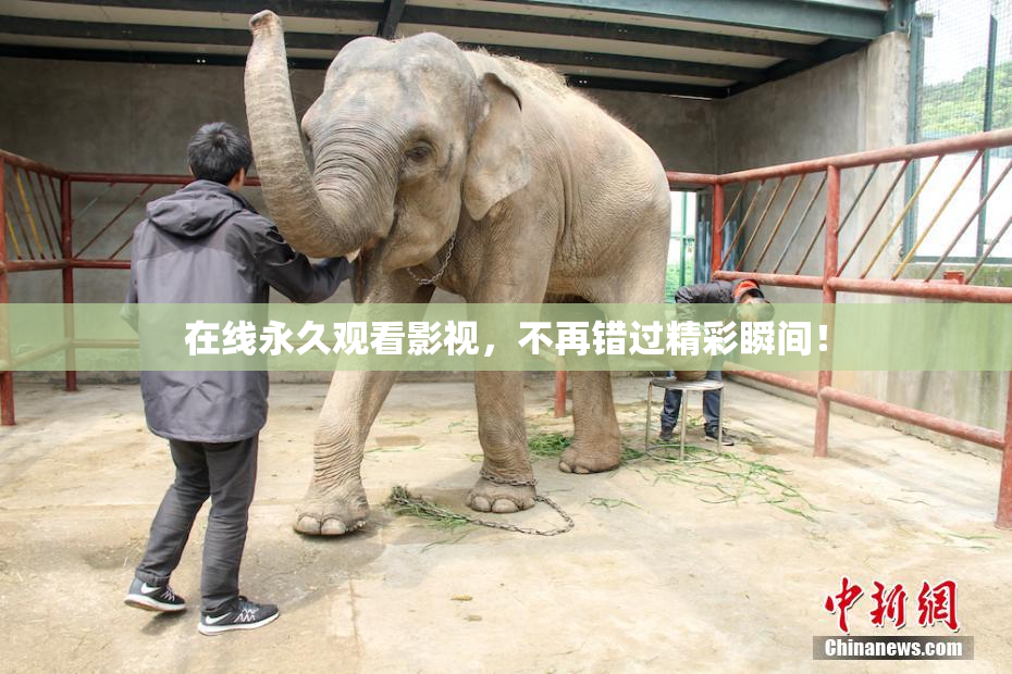 在线永久观看影视，不再错过精彩瞬间！