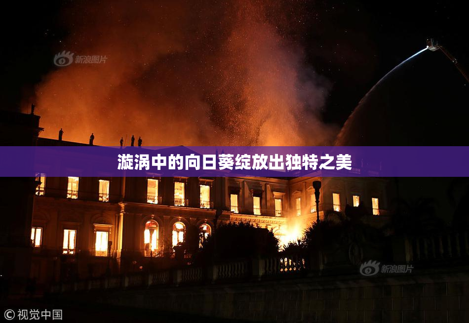 漩涡中的向日葵绽放出独特之美