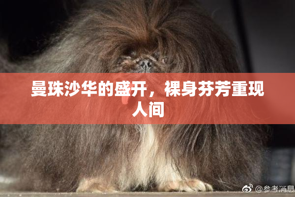 曼珠沙华的盛开，裸身芬芳重现人间