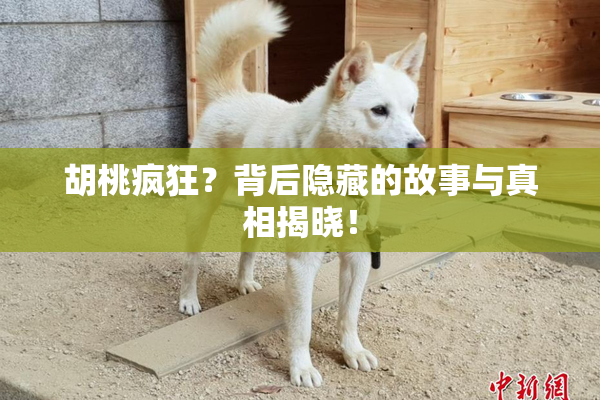 胡桃疯狂？背后隐藏的故事与真相揭晓！