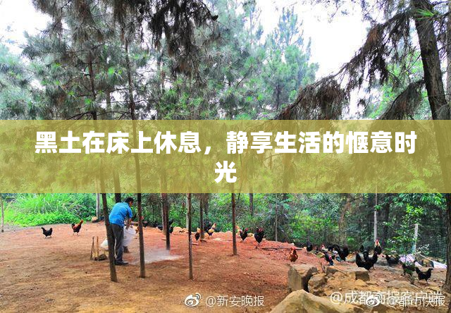 黑土在床上休息，静享生活的惬意时光