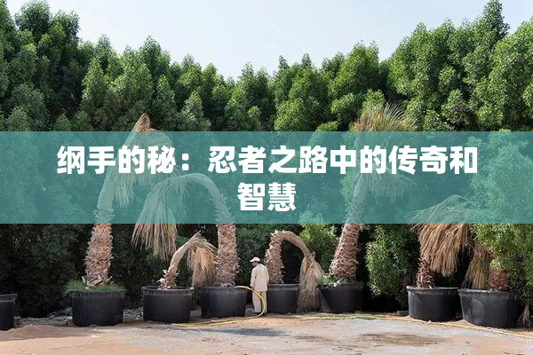 纲手的秘：忍者之路中的传奇和智慧