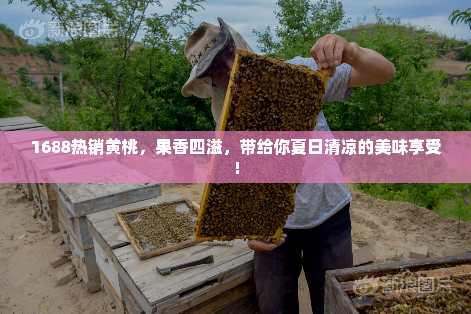 1688热销黄桃，果香四溢，带给你夏日清凉的美味享受！