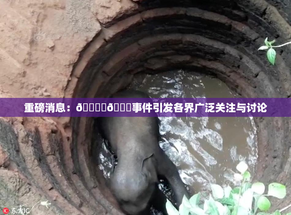 重磅消息：🔞‌🍌事件引发各界广泛关注与讨论