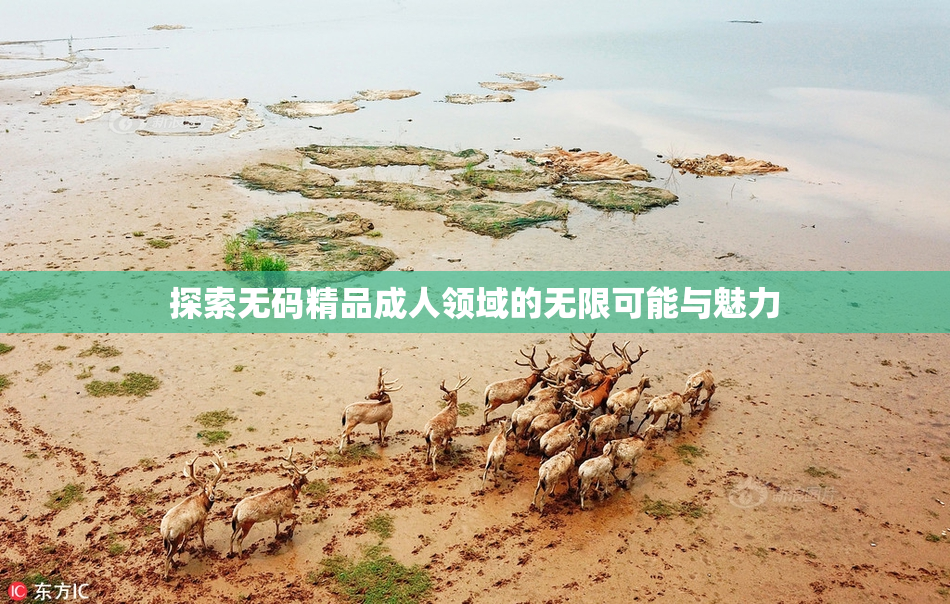 探索无码精品成人领域的无限可能与魅力