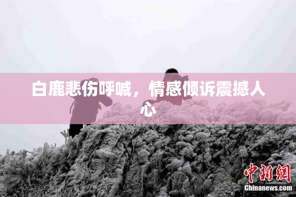 白鹿悲伤呼喊，情感倾诉震撼人心