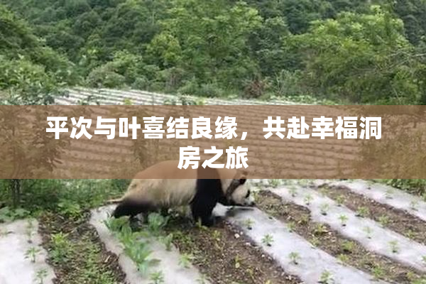 平次与叶喜结良缘，共赴幸福洞房之旅