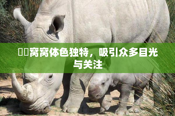 妺妺窝窝体色独特，吸引众多目光与关注