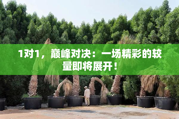 1对1，巅峰对决：一场精彩的较量即将展开！