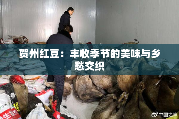 贺州红豆：丰收季节的美味与乡愁交织