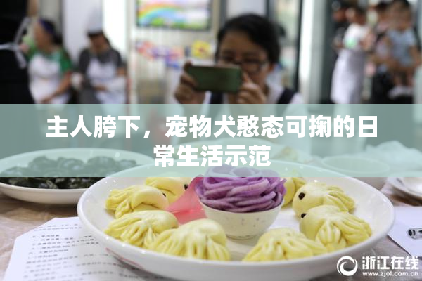 主人胯下，宠物犬憨态可掬的日常生活示范