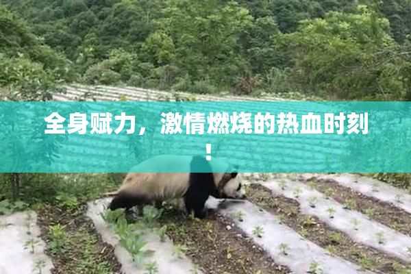 全身赋力，激情燃烧的热血时刻！