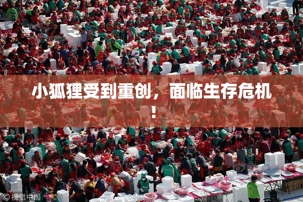 小狐狸受到重创，面临生存危机！