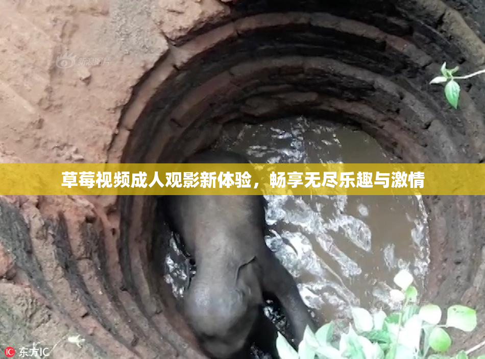 草莓视频成人观影新体验，畅享无尽乐趣与激情