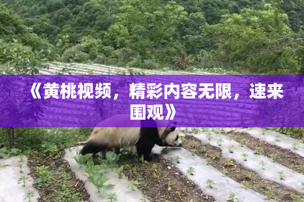 《黄桃视频，精彩内容无限，速来围观》