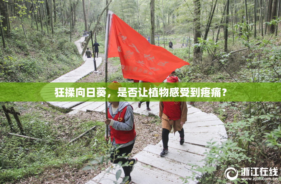 狂揉向日葵，是否让植物感受到疼痛？