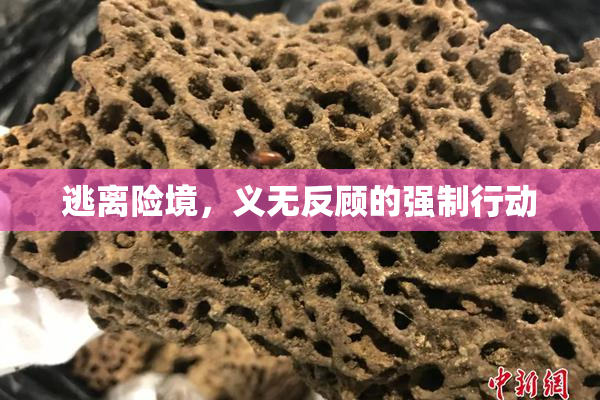 逃离险境，义无反顾的强制行动