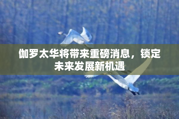伽罗太华将带来重磅消息，锁定未来发展新机遇