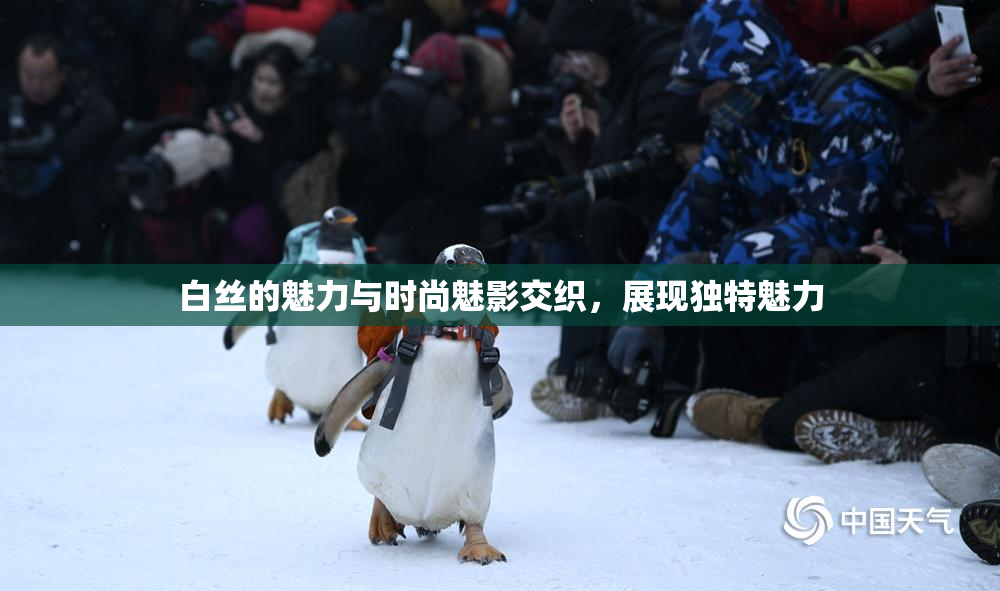 白丝的魅力与时尚魅影交织，展现独特魅力