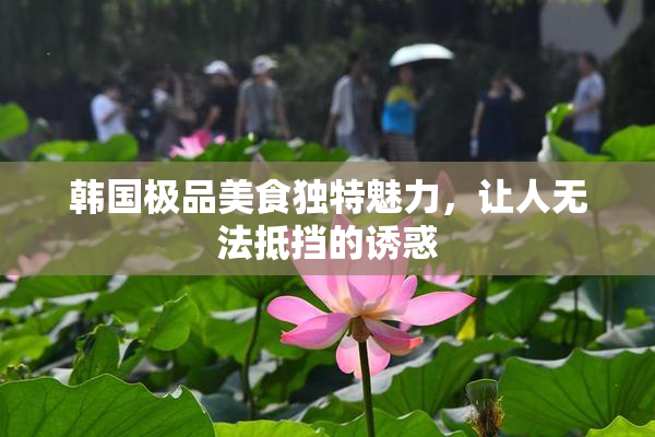韩国极品美食独特魅力，让人无法抵挡的诱惑