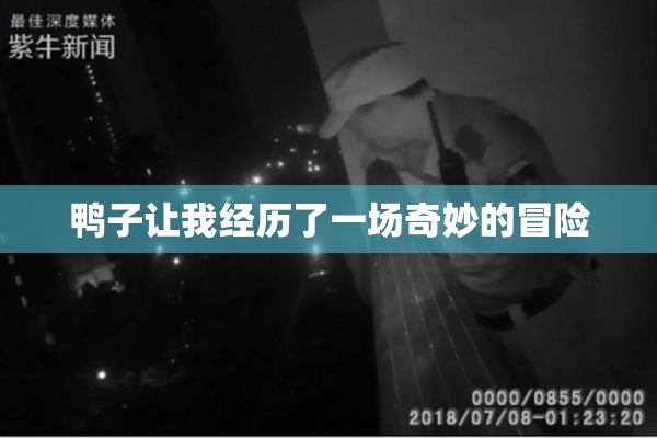 鸭子让我经历了一场奇妙的冒险