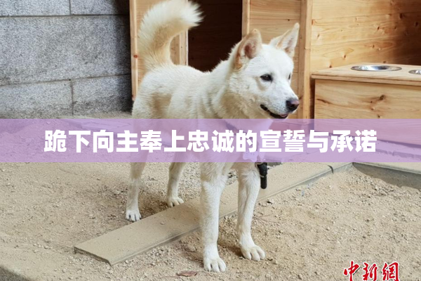 跪下向主奉上忠诚的宣誓与承诺