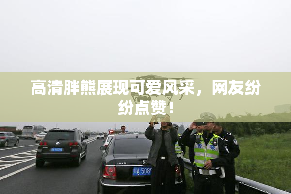 高清胖熊展现可爱风采，网友纷纷点赞！