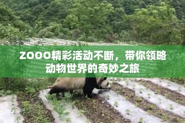 ZOOO精彩活动不断，带你领略动物世界的奇妙之旅