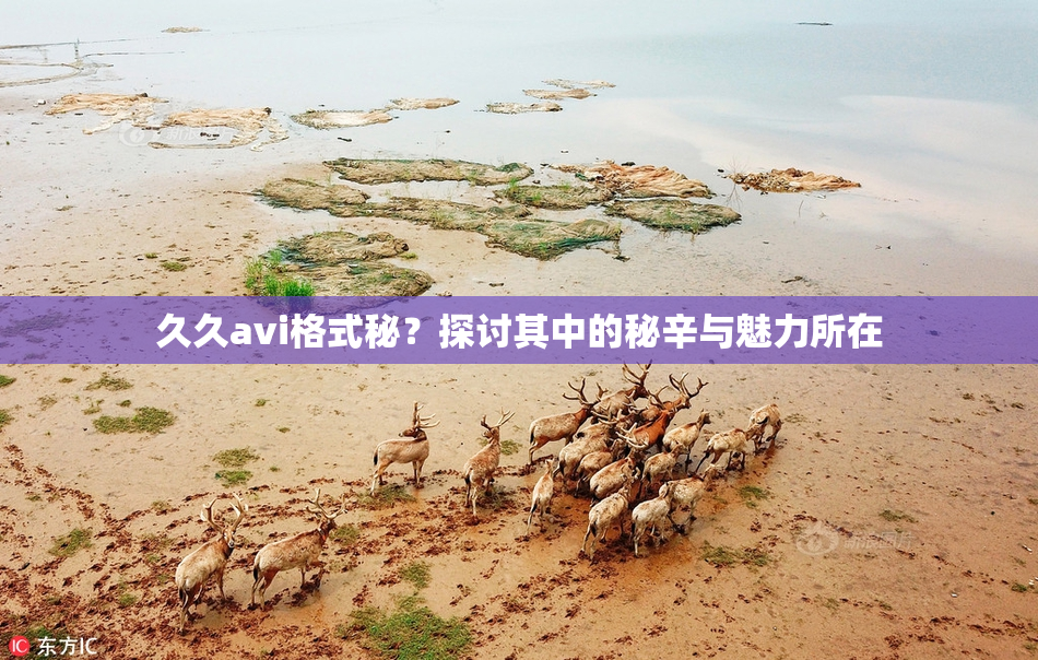 久久avi格式秘？探讨其中的秘辛与魅力所在