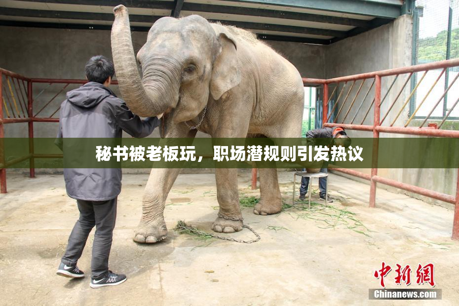 秘书被老板玩，职场潜规则引发热议