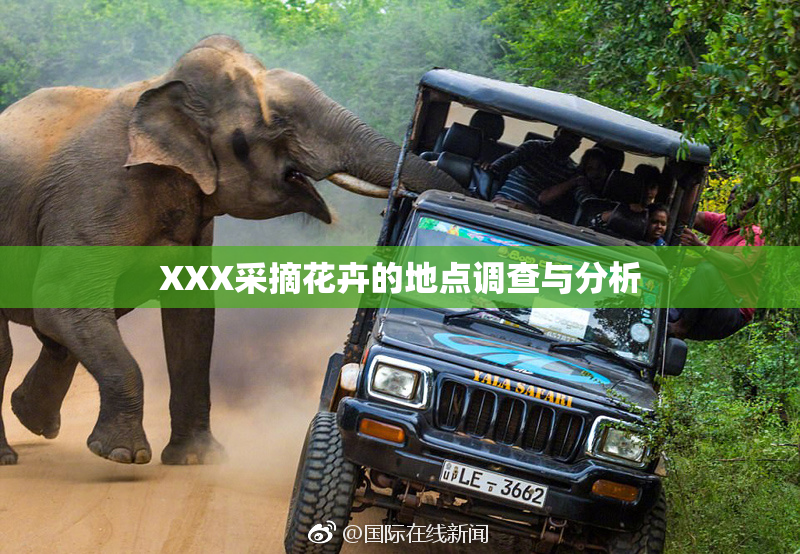 XXX采摘花卉的地点调查与分析