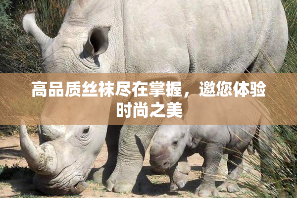 高品质丝袜尽在掌握，邀您体验时尚之美