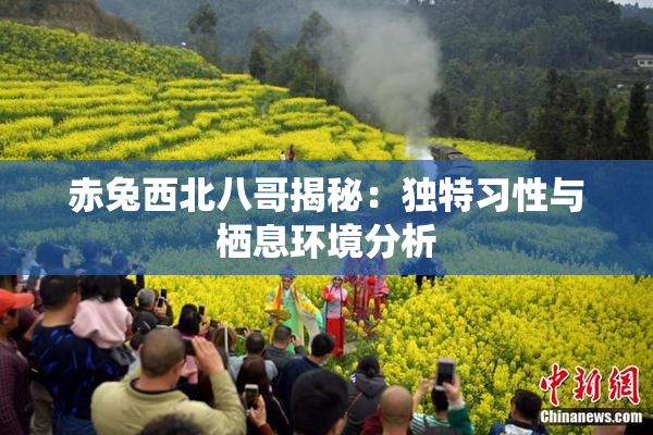 赤兔西北八哥揭秘：独特习性与栖息环境分析