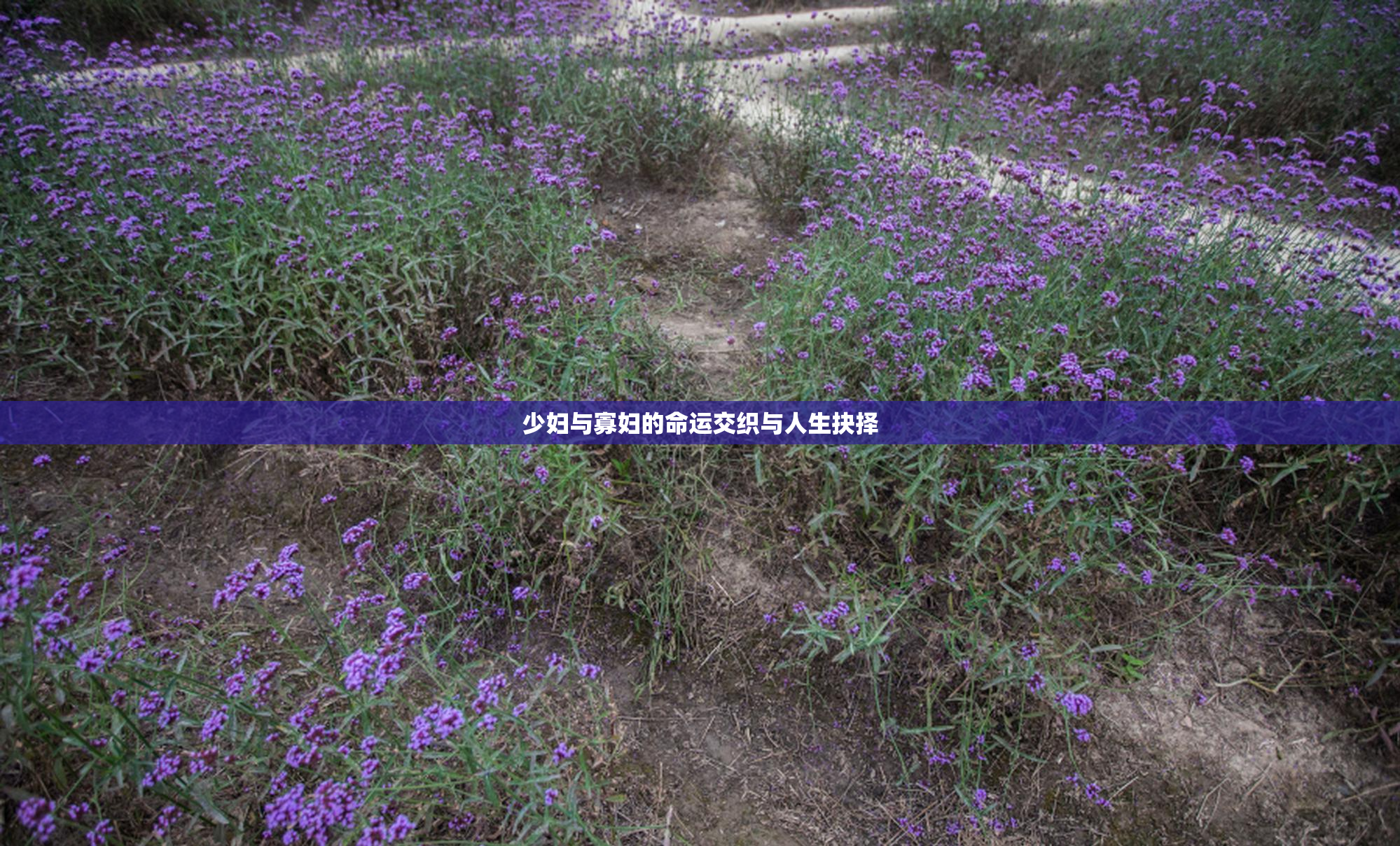 少妇与寡妇的命运交织与人生抉择