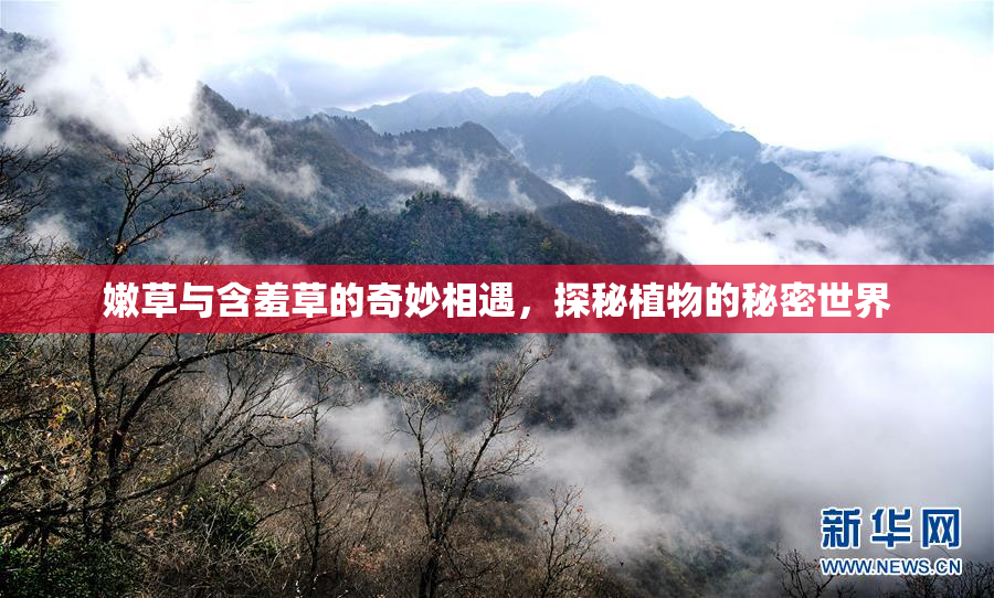 嫩草与含羞草的奇妙相遇，探秘植物的秘密世界
