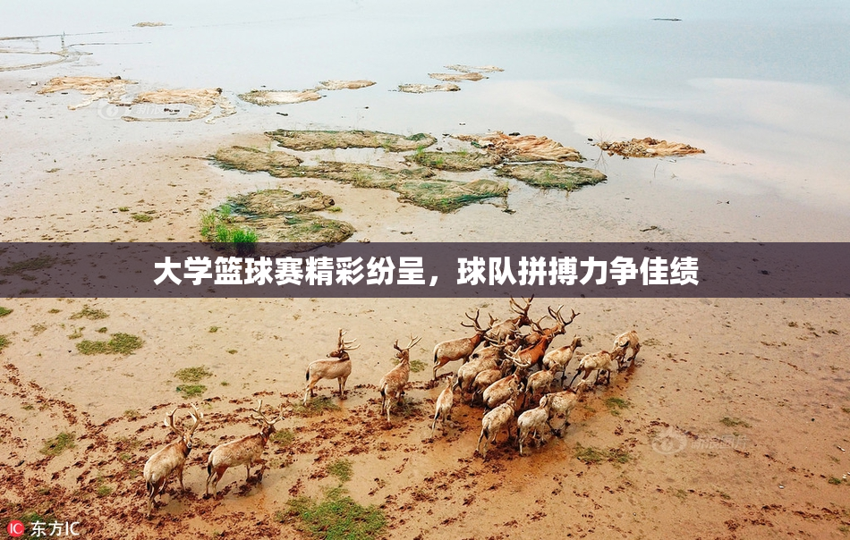 大学篮球赛精彩纷呈，球队拼搏力争佳绩