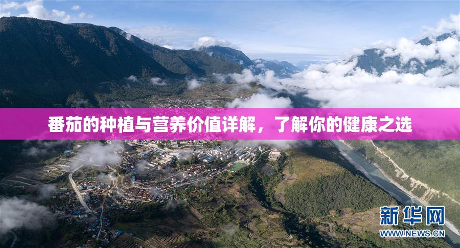 番茄的种植与营养价值详解，了解你的健康之选