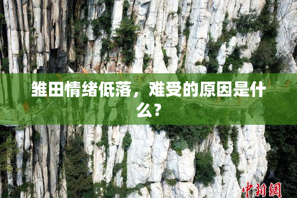 雏田情绪低落，难受的原因是什么？