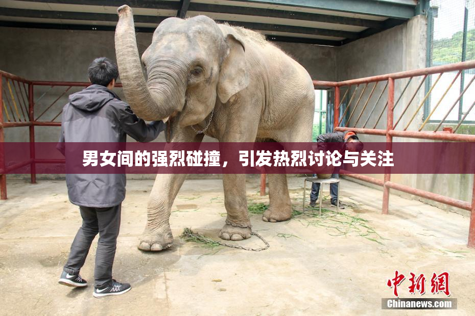 男女间的强烈碰撞，引发热烈讨论与关注