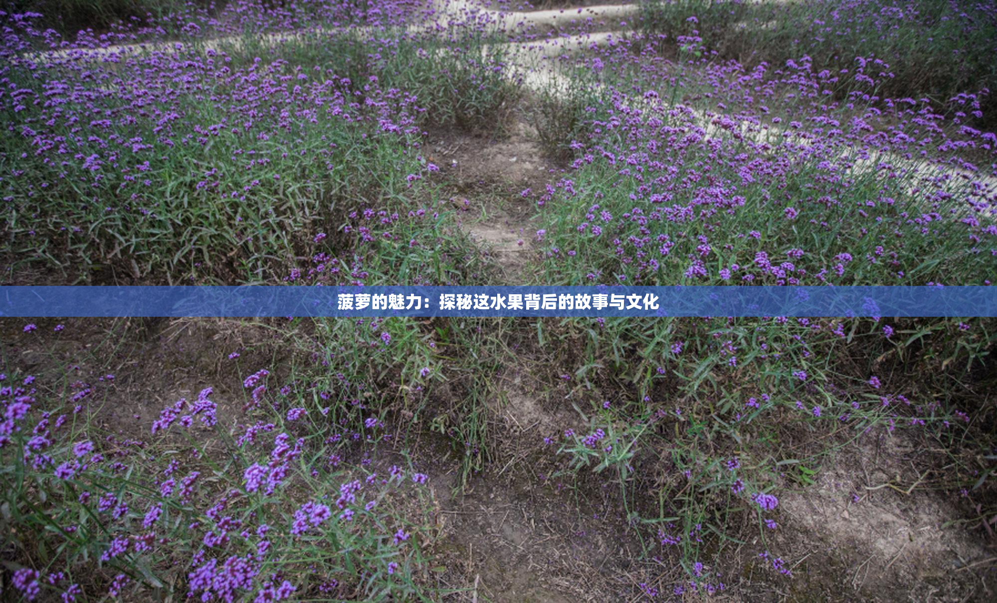 菠萝的魅力：探秘这水果背后的故事与文化