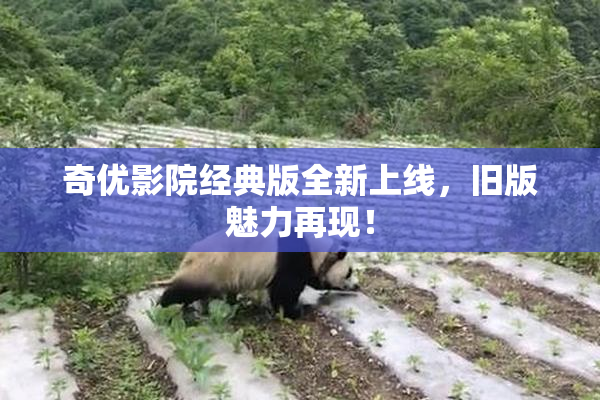 奇优影院经典版全新上线，旧版魅力再现！