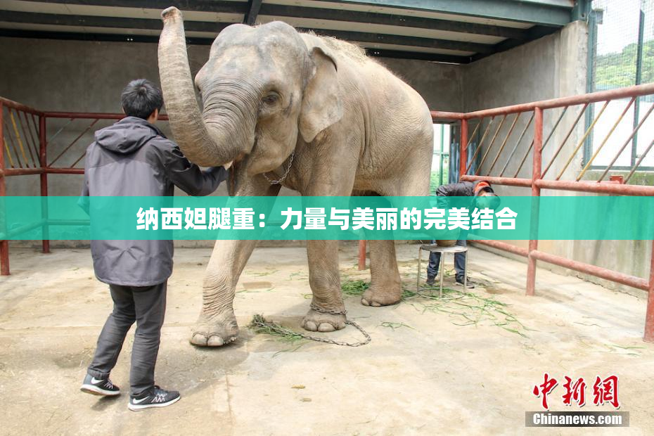 纳西妲腿重：力量与美丽的完美结合