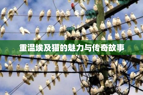 重温埃及猫的魅力与传奇故事