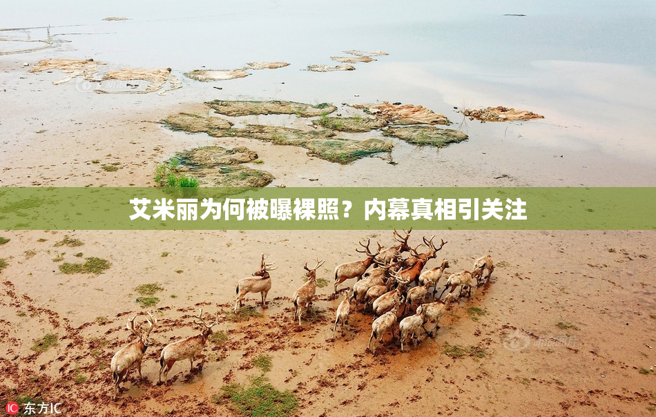 艾米丽为何被曝裸照？内幕真相引关注