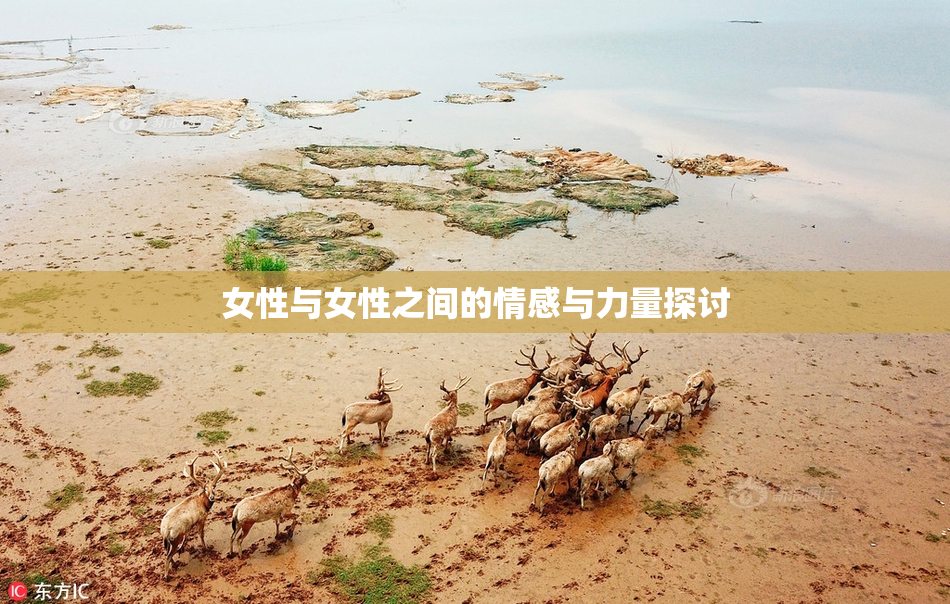 女性与女性之间的情感与力量探讨