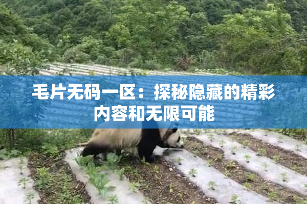 毛片无码一区：探秘隐藏的精彩内容和无限可能
