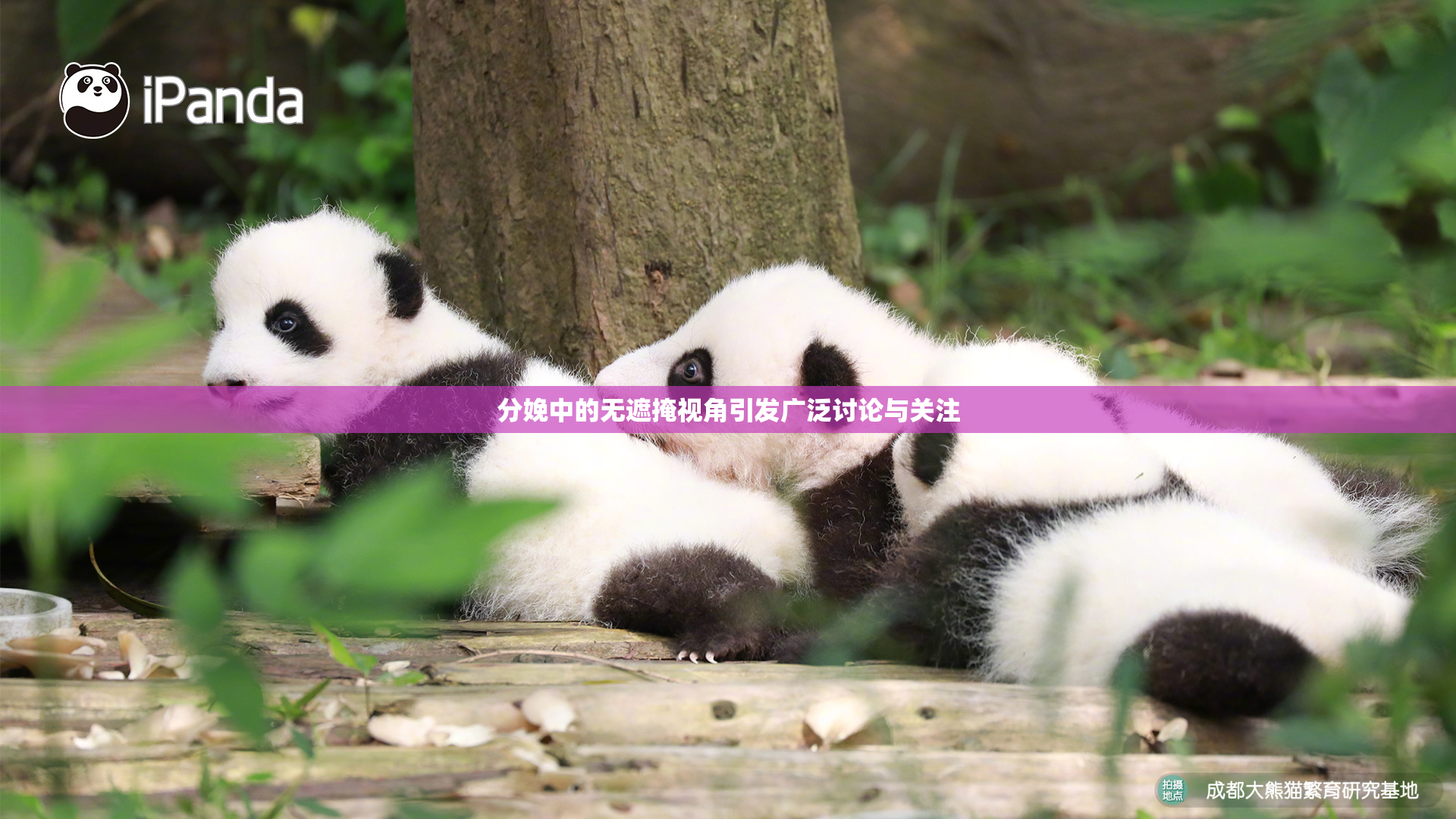 分娩中的无遮掩视角引发广泛讨论与关注