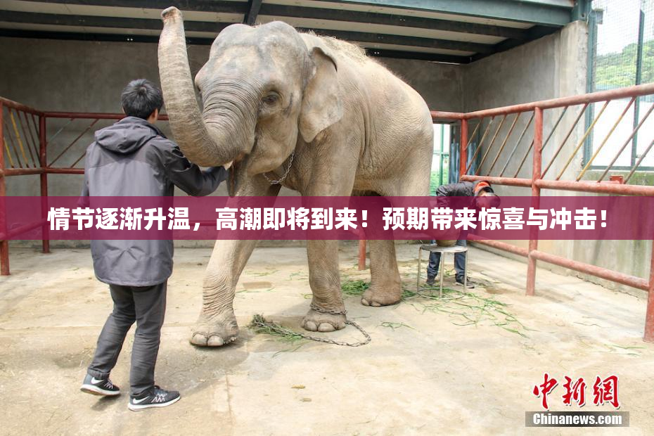 情节逐渐升温，高潮即将到来！预期带来惊喜与冲击！
