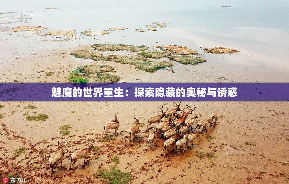魅魔的世界重生：探索隐藏的奥秘与诱惑